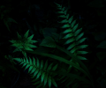 rectpost_image